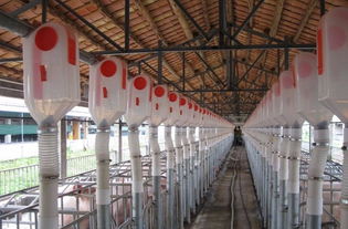 荷蘭大荷蘭人養(yǎng)豬設(shè)備介紹與圖片分享