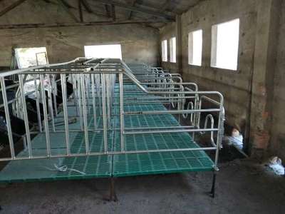 母豬限位欄規格尺寸詳解 科學設計與應用指南