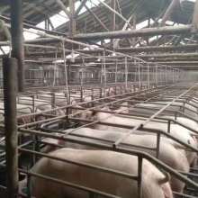 泊頭市弘昌養(yǎng)豬設(shè)備廠 現(xiàn)代化養(yǎng)豬設(shè)備助力養(yǎng)殖業(yè)升級