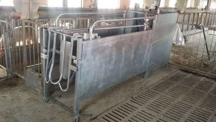 智能化養(yǎng)殖新紀元 自動化母豬飼養(yǎng)管理系統(tǒng)的創(chuàng)業(yè)藍圖